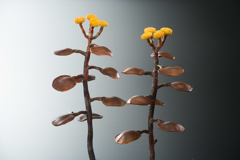 Yellow Button Weed by Kathleen Elliot, Image 1.