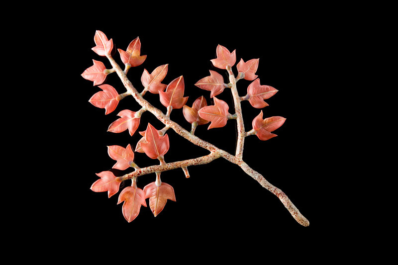 Red Maple Branch by Kathleen Elliot 