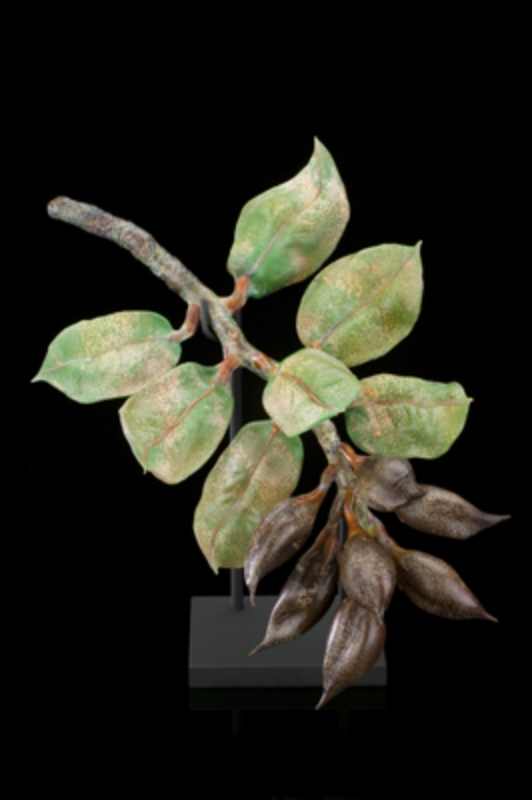 Seed Pod Cluster by Kathleen Elliot, Image 1.