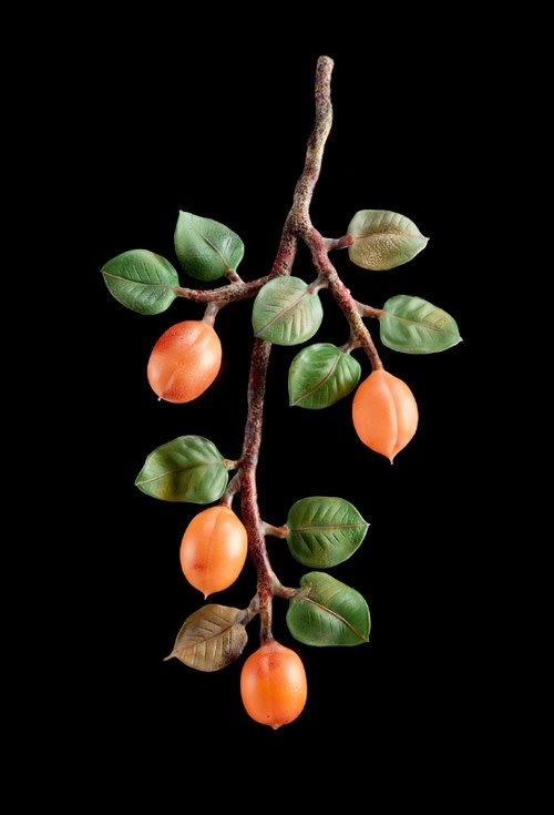 Apricot Branch by Kathleen Elliot 