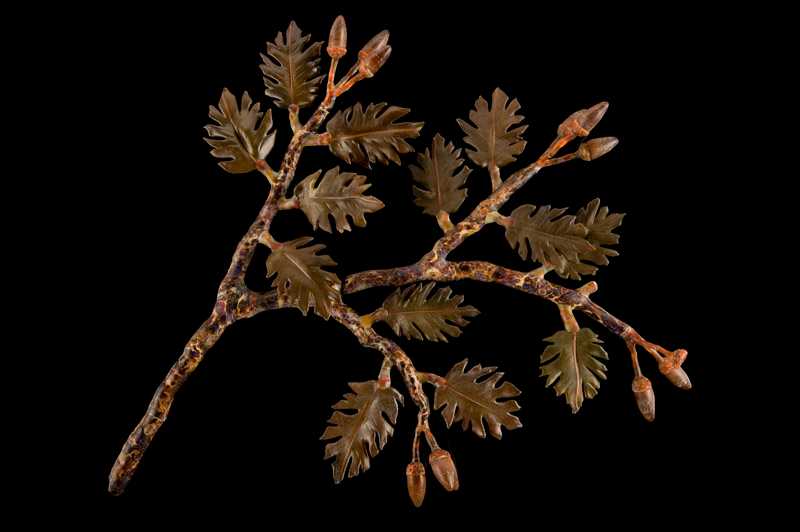 Oak Branch by Kathleen Elliot, Image 1.