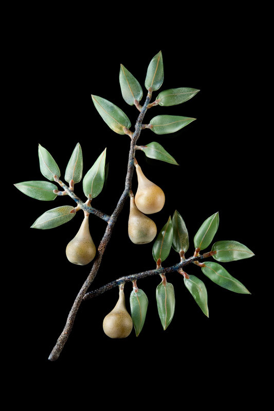 Pear Branch by Kathleen Elliot 