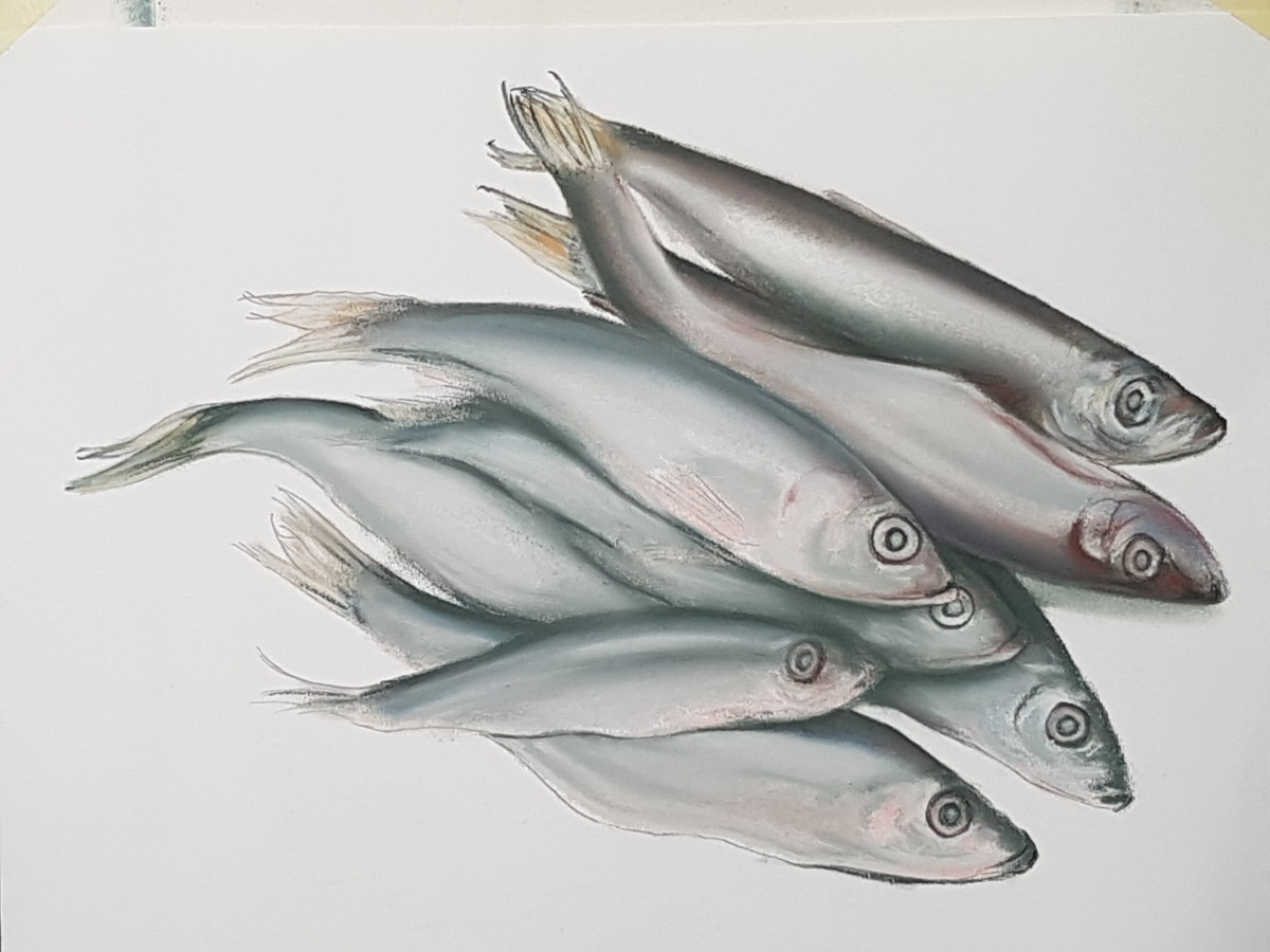 Sardine study by Phil Doyle 
