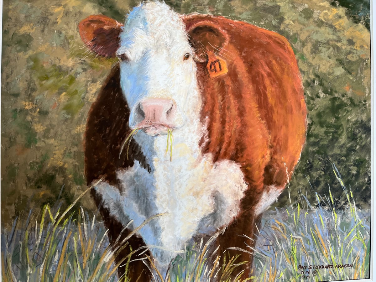 Fat Cow 47 by Pat Stoddard Aragon  Image: Nice Hereford cow  eartag #47