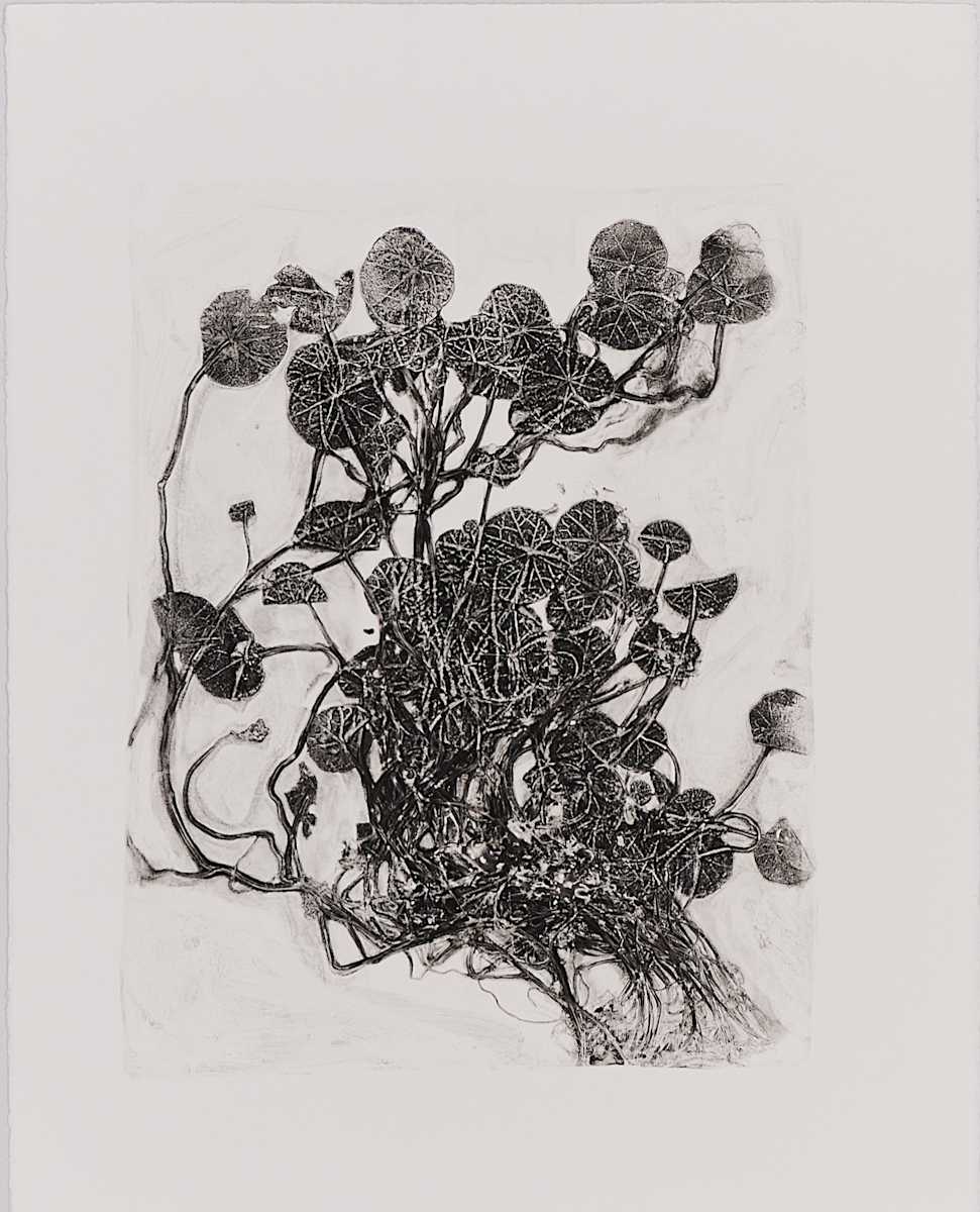 Soldiers (Nasturtium) by Jamie Lee Ohland 