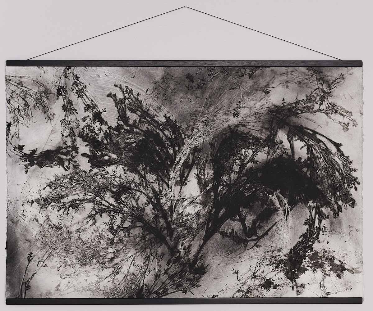 Capillaries (Gem Marigold) by Jamie Lee Ohland 