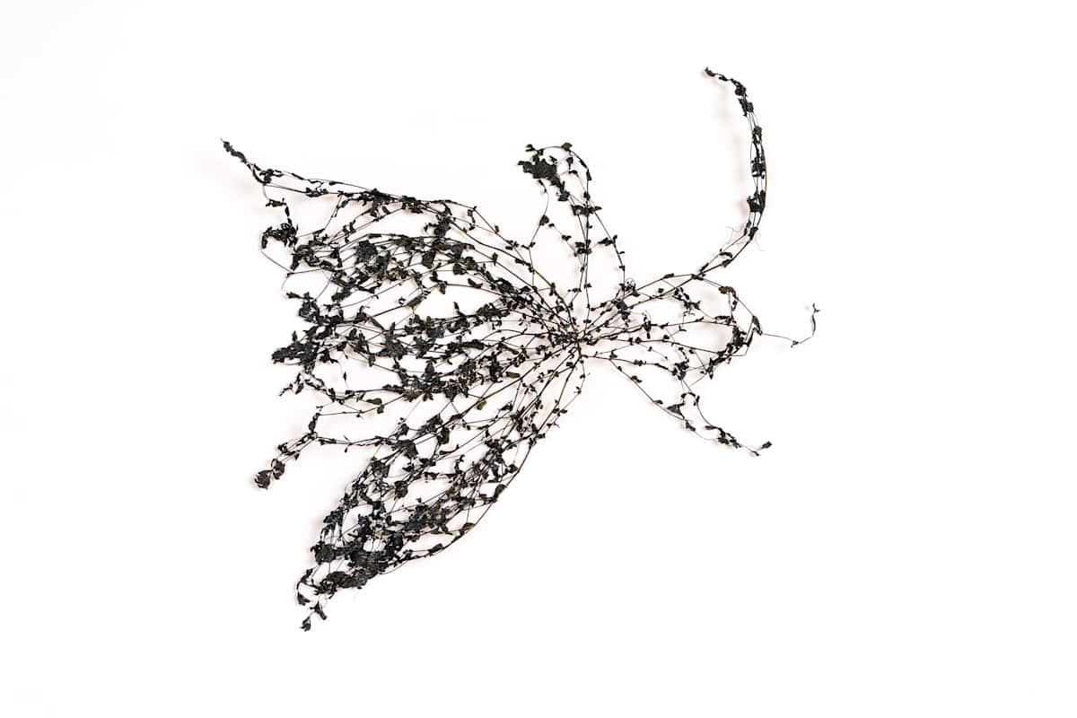 Filigree by Jamie Lee Ohland 