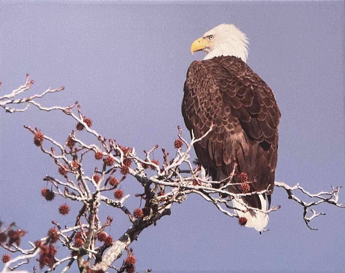 Giving Me the Eagle Eye by Sandra G Cooper, Image 1.