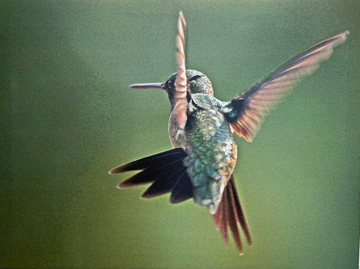I Wanna Fly Away! by Sandra G Cooper, Image 1.