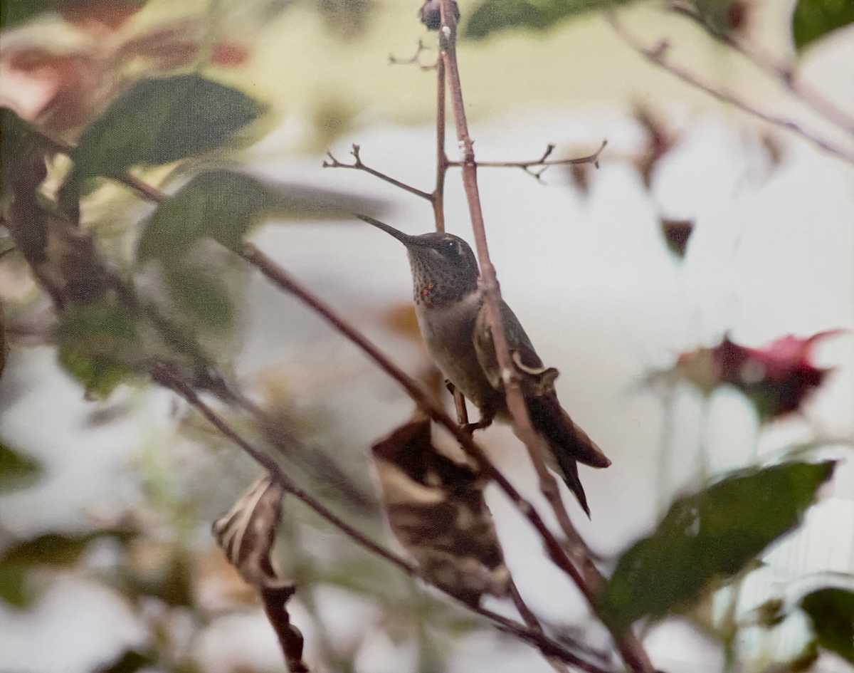Tiny Jewel by Sandra G Cooper, Image 1.