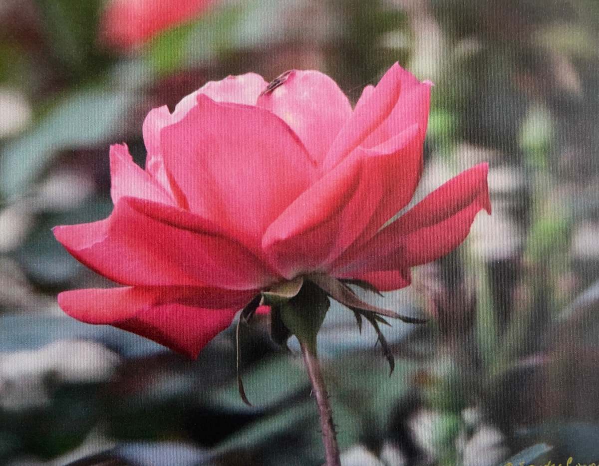 Beautiful Rose by Sandra G Cooper, Image 1.