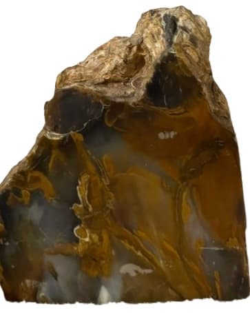 Petrified Wood Cut Specimen, Image 5.