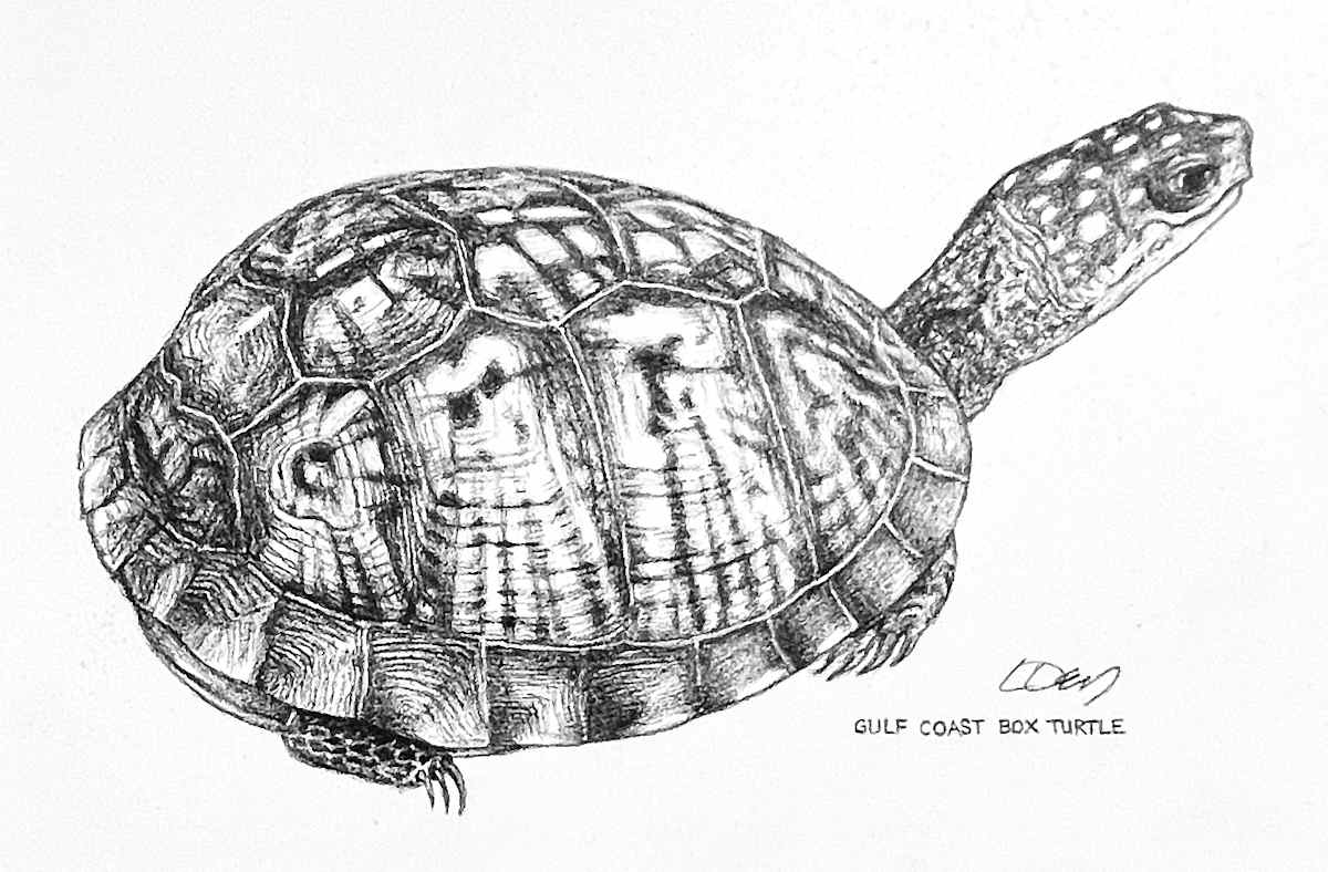 Gulf Coast Box Turtle by Lorraine  Dey 