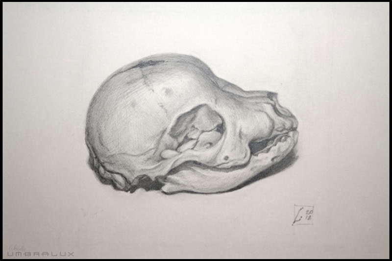 Rottweiler skull hotsell