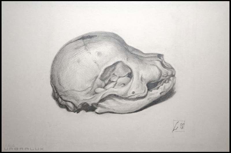 Little Wolf  (Rottweiler Pup Skull) by Layil Umbralux, Image 1.
