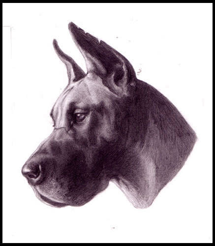 Great Dane Study by Layil Umbralux 
