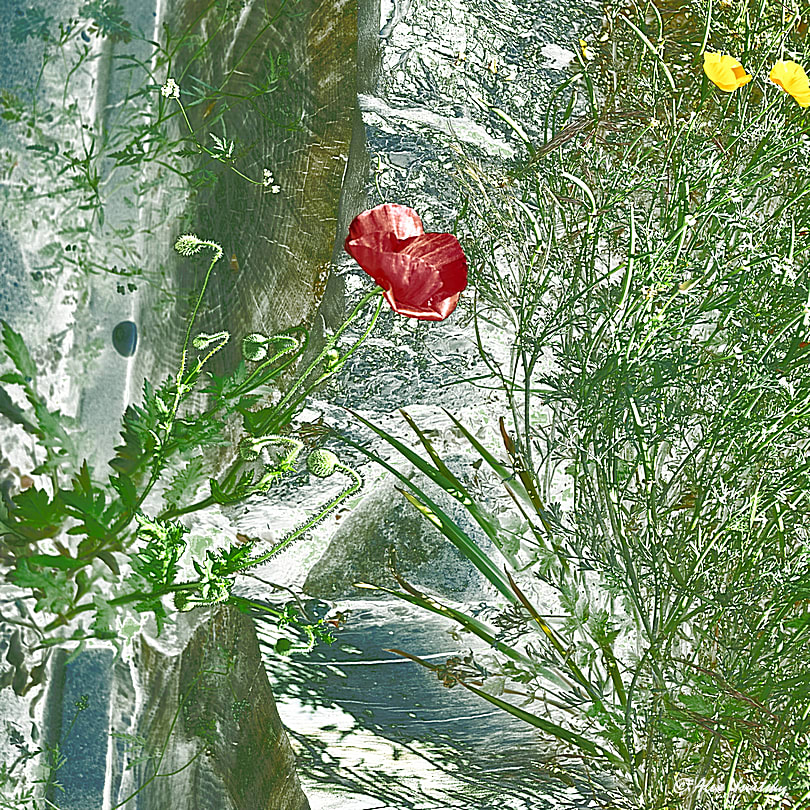 Flowers of Bay-O-Vista #2 by Alex Usvitsky 