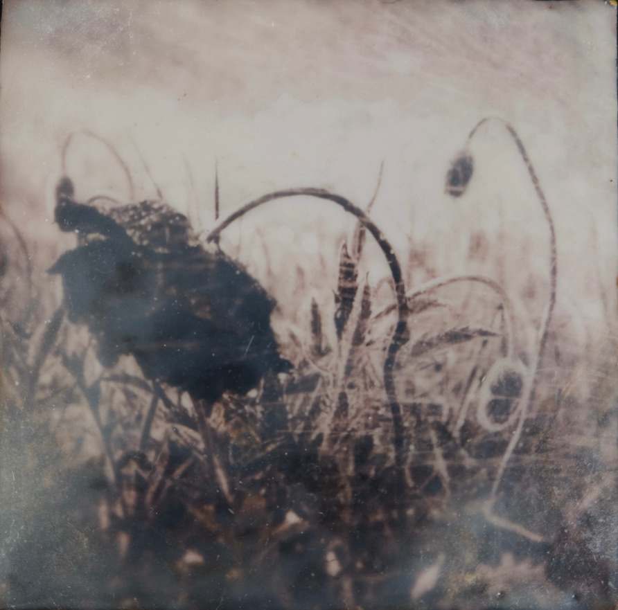 The Shadow Realm by Lynnette Hunter, Image 1.