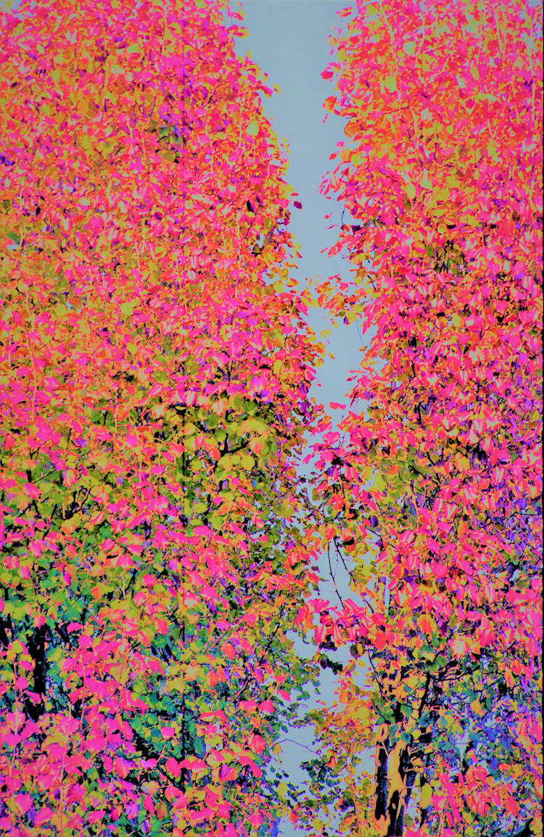 Heavenly Path by GERRY FELDMAN 