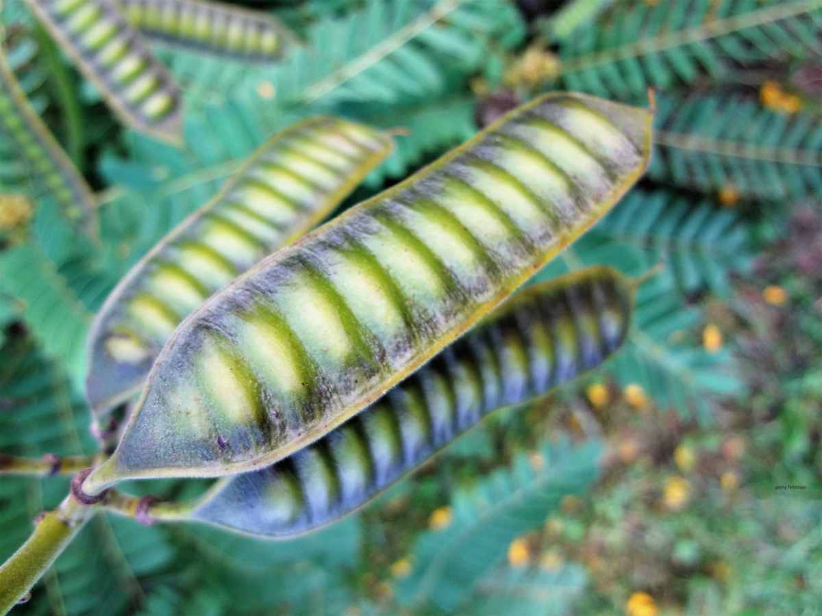 PeaPod by GERRY FELDMAN 