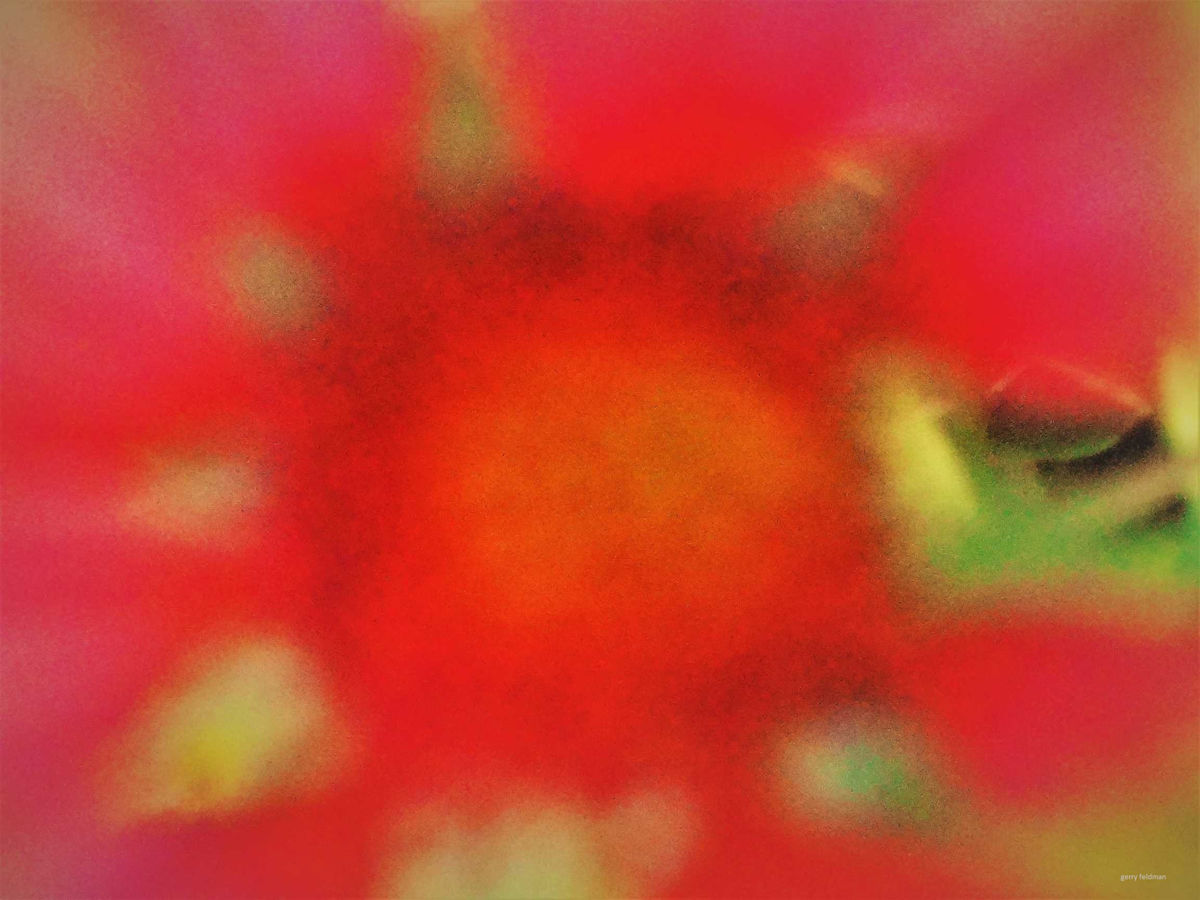 Red Flower by GERRY FELDMAN, Image 1.