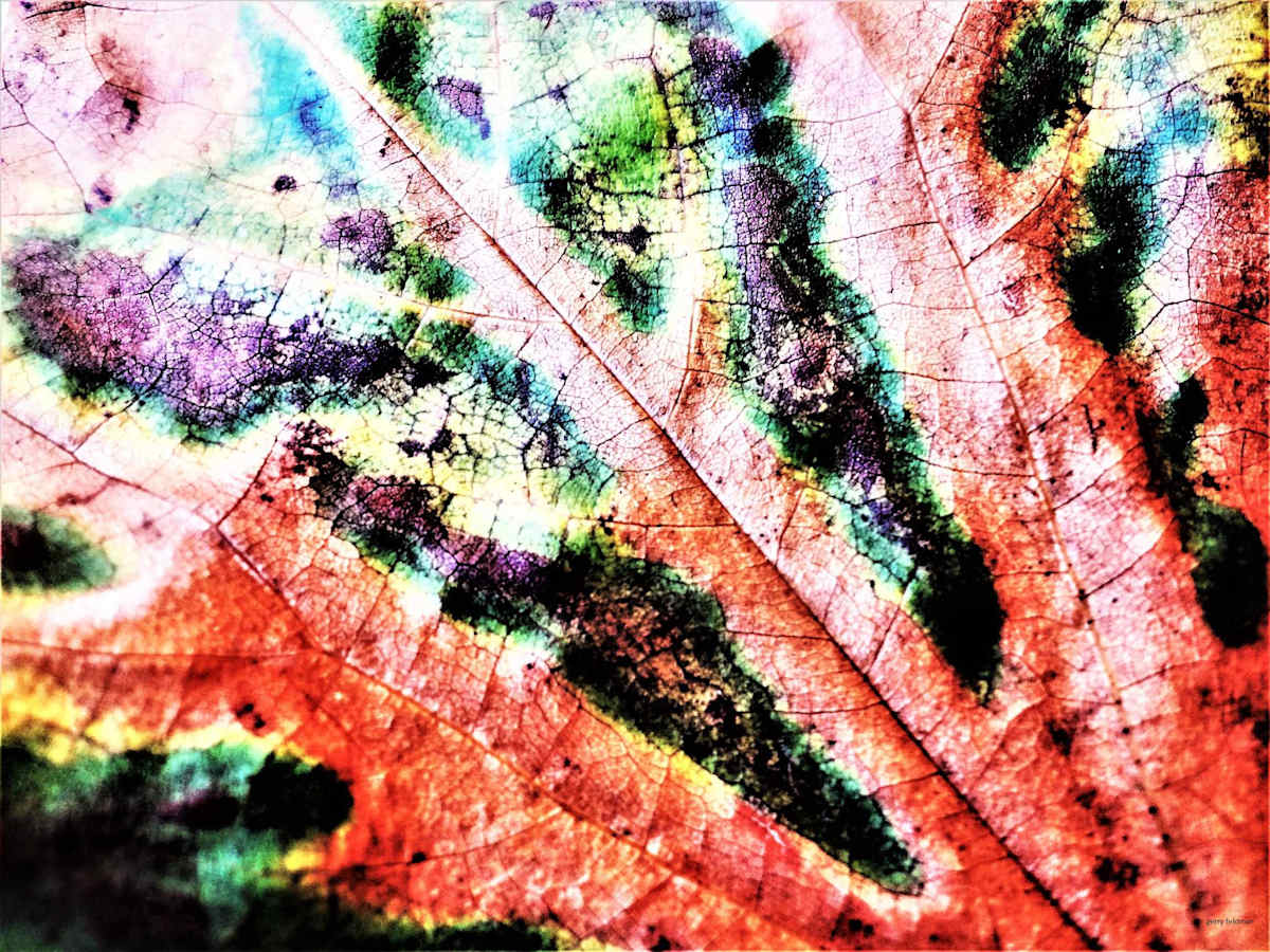 Leaf Highway by GERRY FELDMAN, Image 1.