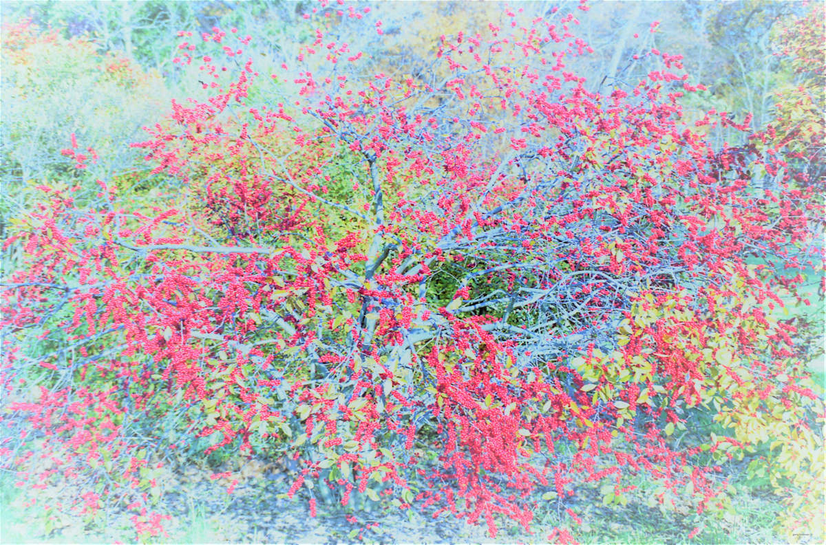 Pop by GERRY FELDMAN, Image 1.