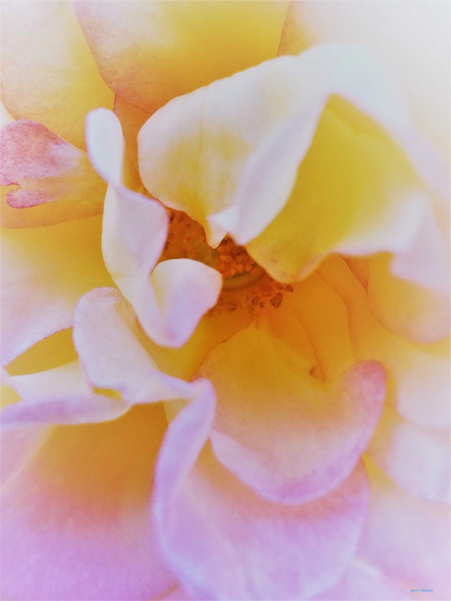 Flower in Yellow by GERRY FELDMAN, Image 1.