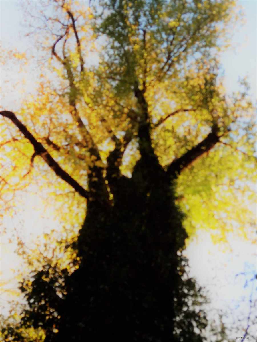 Golden Halo by GERRY FELDMAN, Image 1.