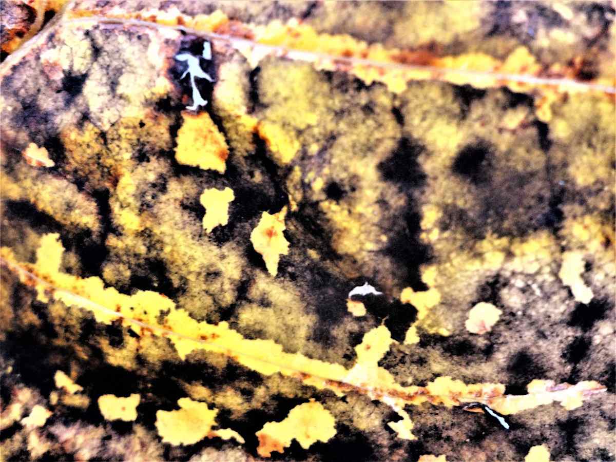 Lichen by GERRY FELDMAN, Image 1.