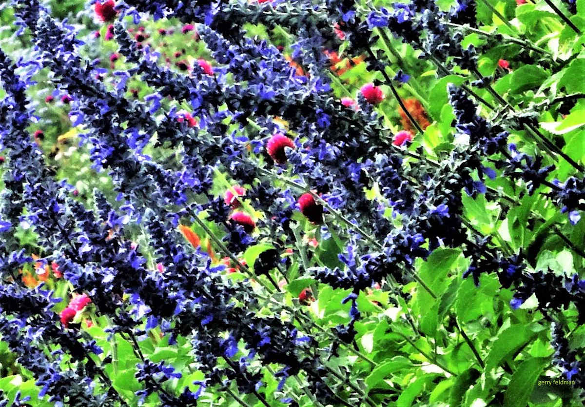 Bush in GreenBlueRed by GERRY FELDMAN, Image 1.