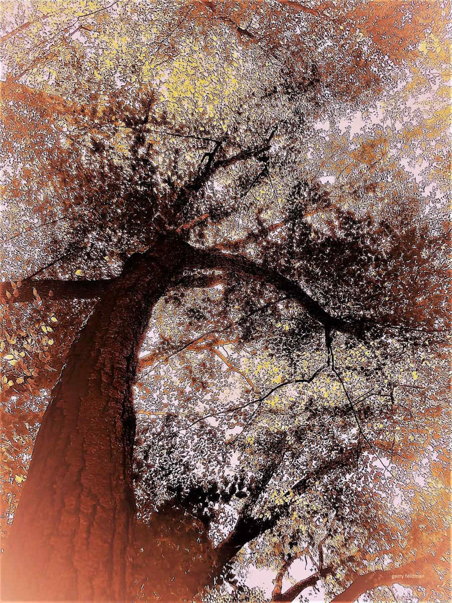 Tree of Wonder by GERRY FELDMAN, Image 1.