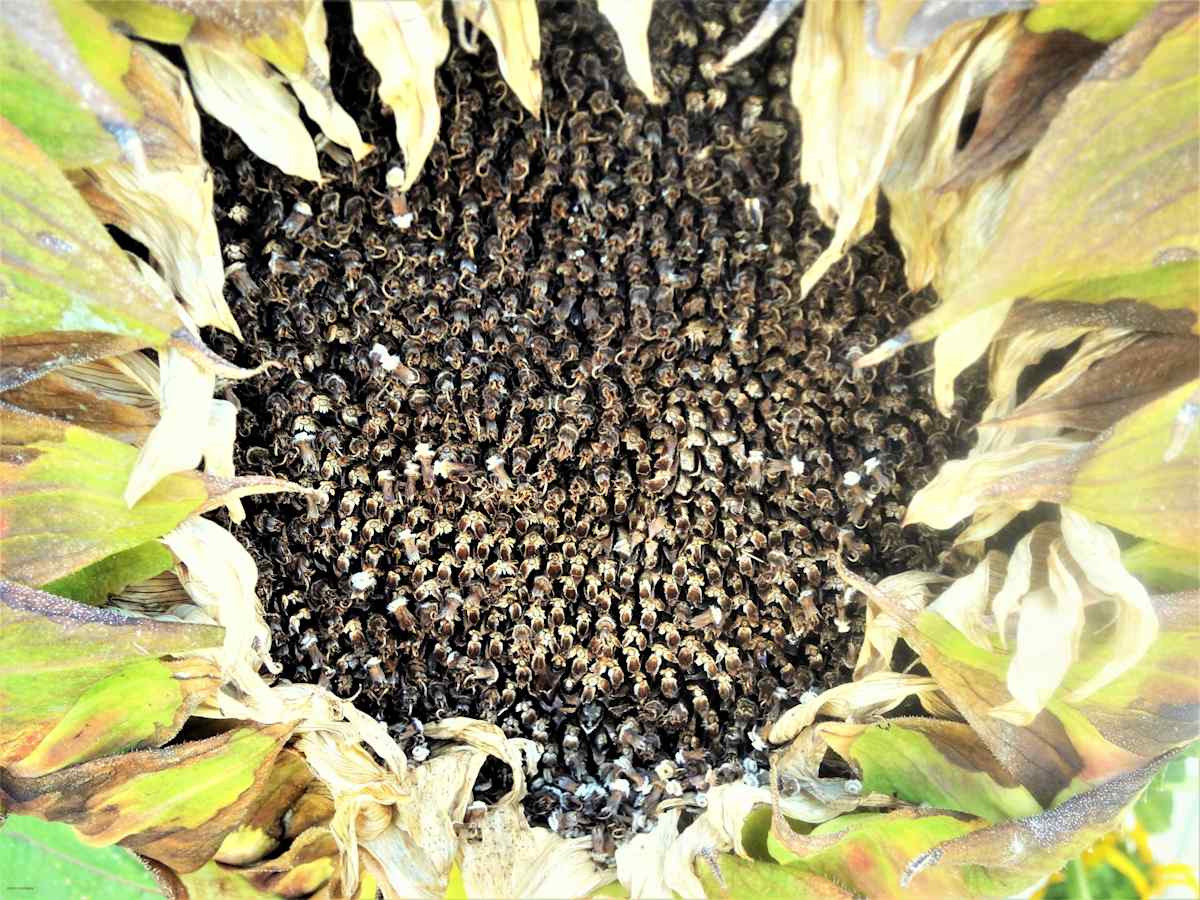 All the Seeds by GERRY FELDMAN, Image 1.