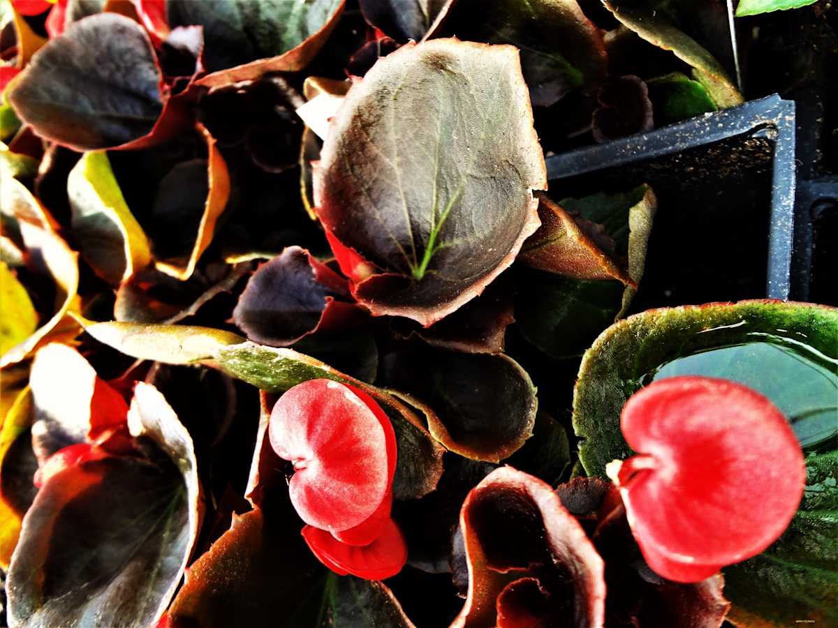 An Arrangement by GERRY FELDMAN, Image 1.