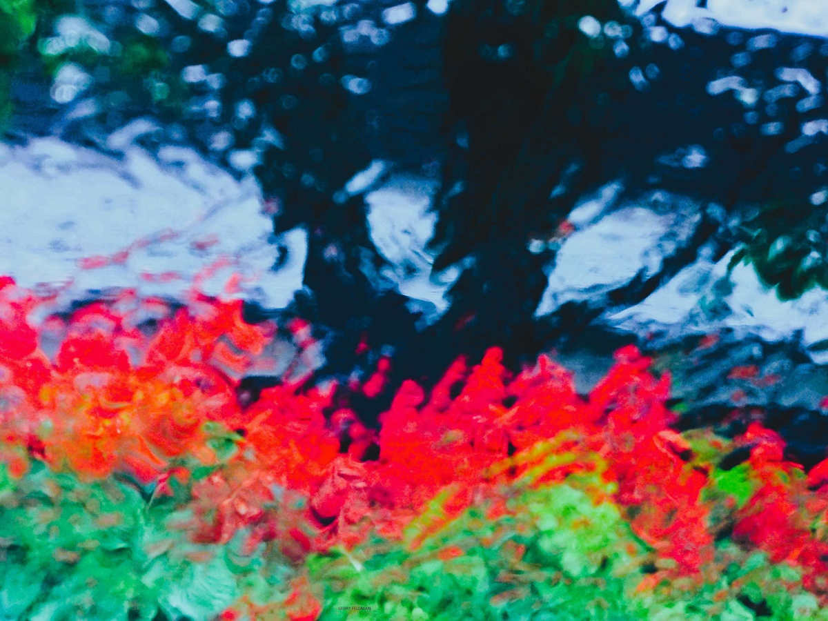 Backyard by GERRY FELDMAN, Image 1.