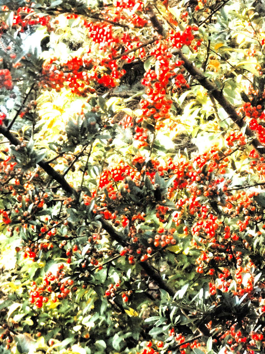 Berries by GERRY FELDMAN, Image 1.