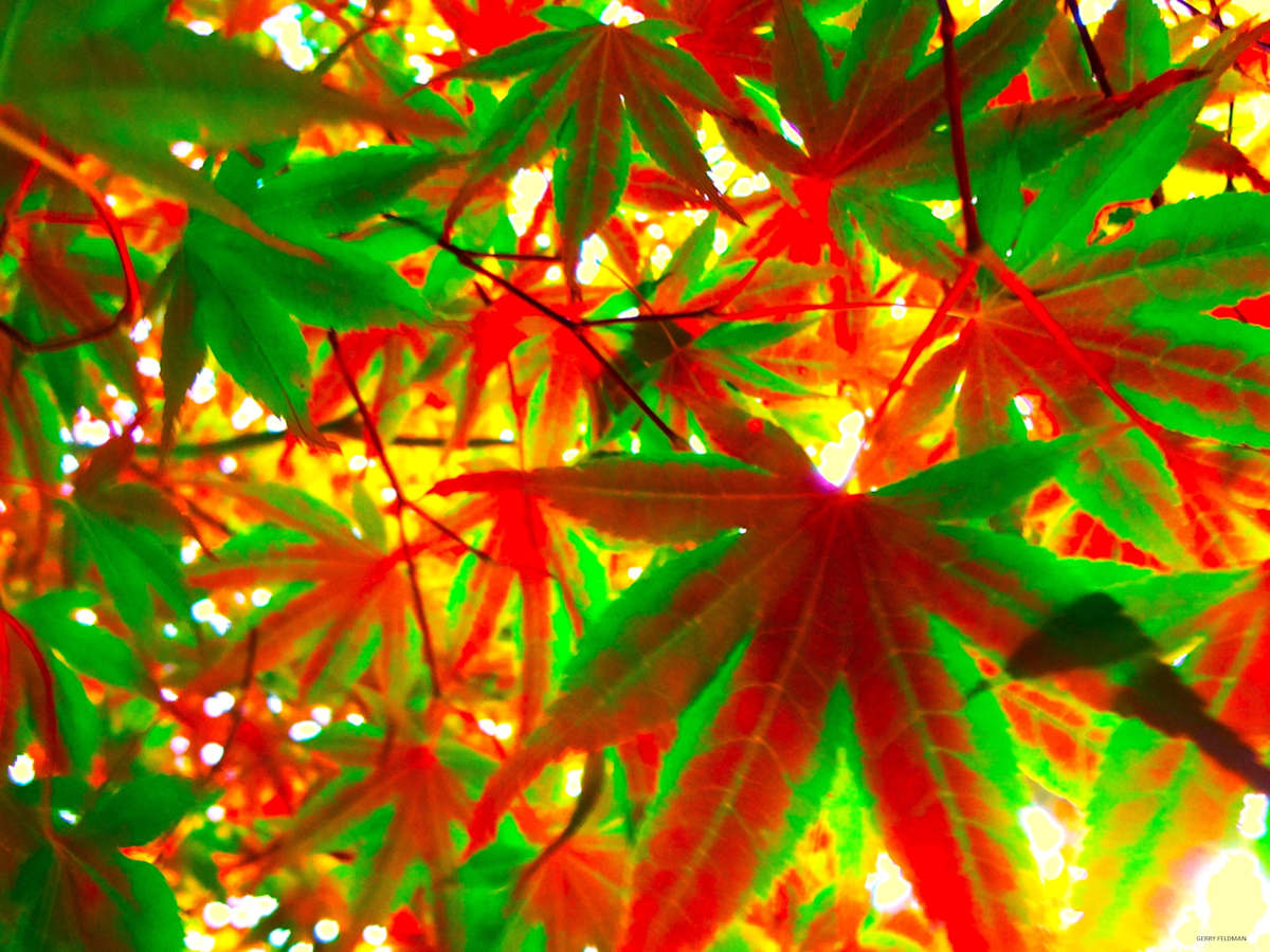 Bi-Color by GERRY FELDMAN, Image 1.