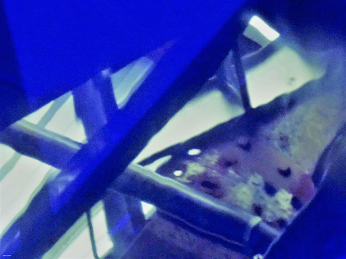 Blue Creation by GERRY FELDMAN 