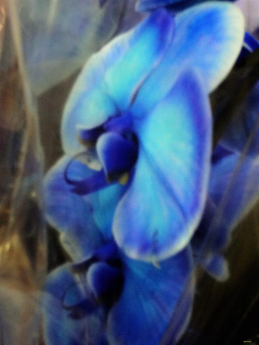 Blue Defensive by GERRY FELDMAN, Image 1.