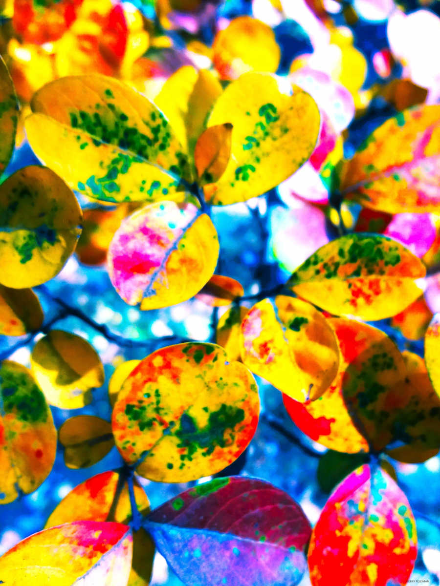 Chips by GERRY FELDMAN, Image 1.