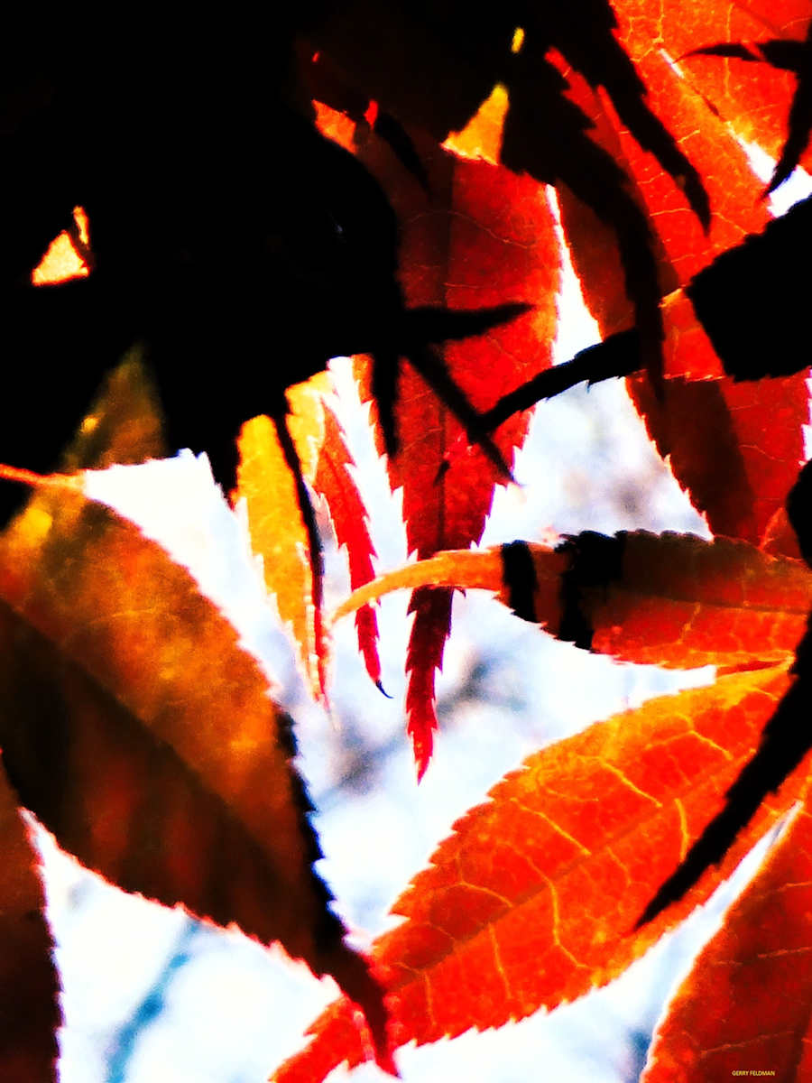 Community by GERRY FELDMAN, Image 1.