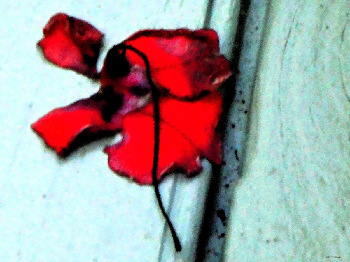 Delicacy by GERRY FELDMAN, Image 1.