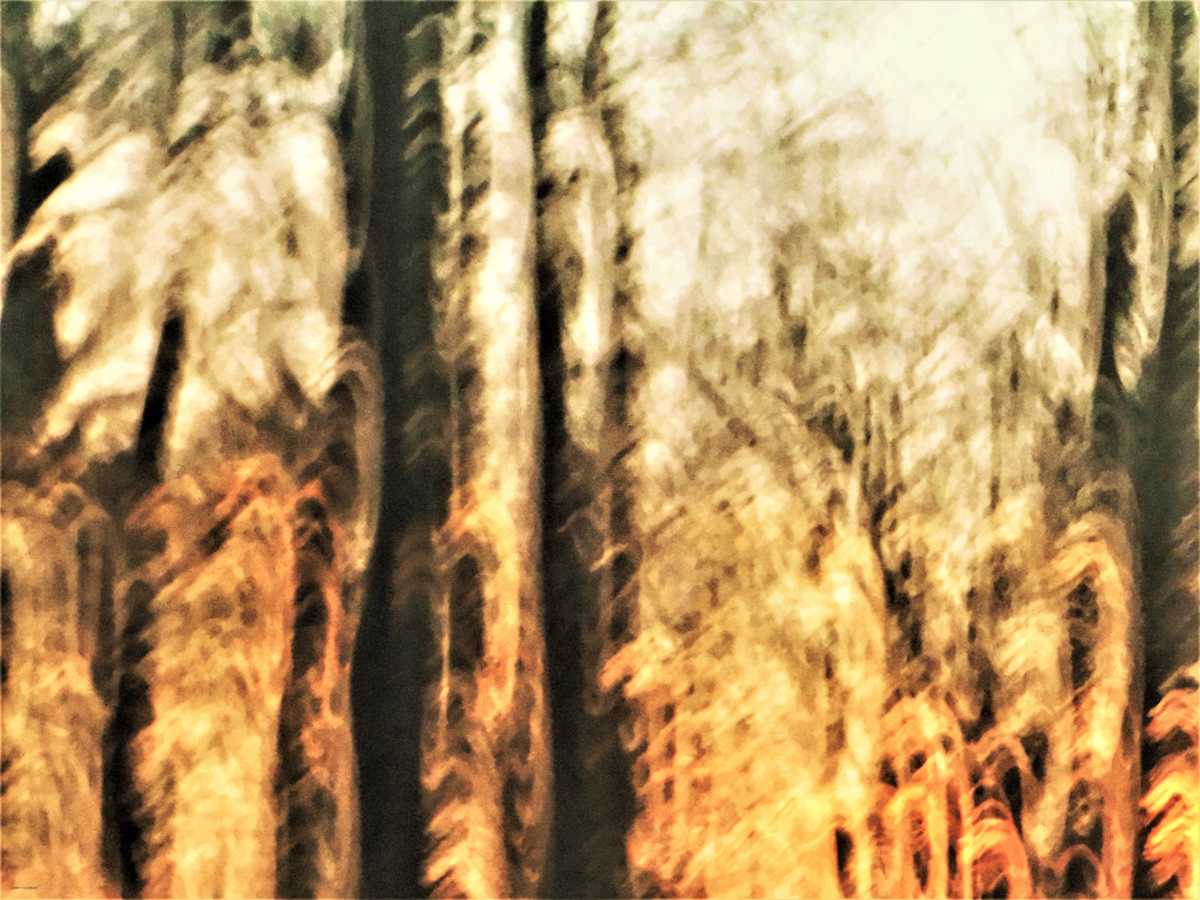 Diagonal Forest by GERRY FELDMAN, Image 1.