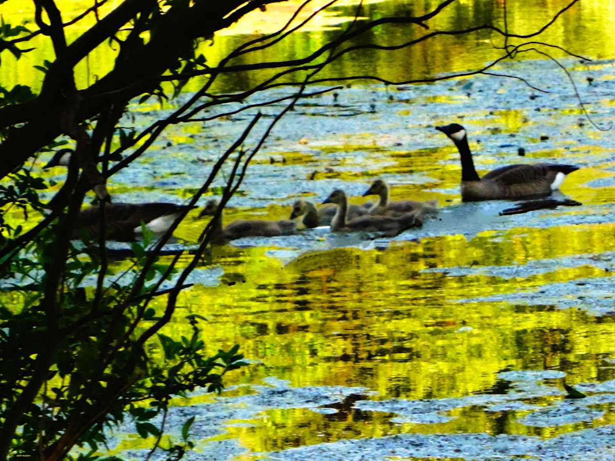 Duck Pond by GERRY FELDMAN, Image 1.