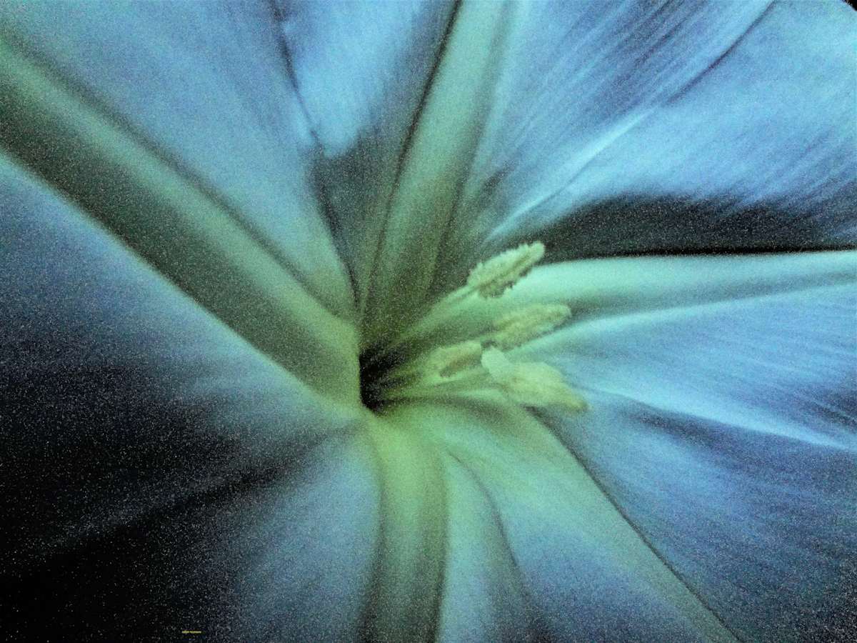 Dynamic Flower by GERRY FELDMAN, Image 1.