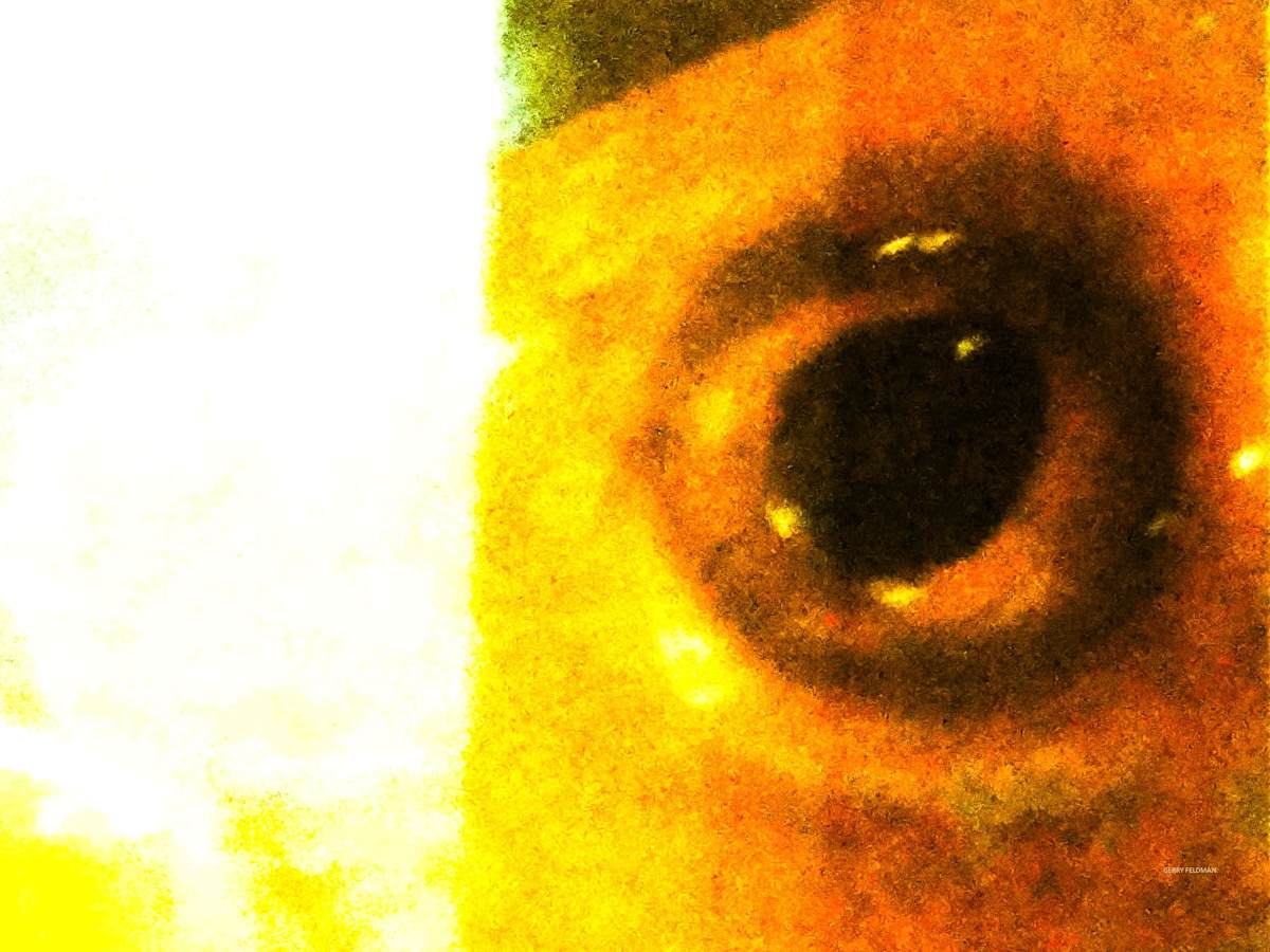 Eye Half See by GERRY FELDMAN, Image 1.