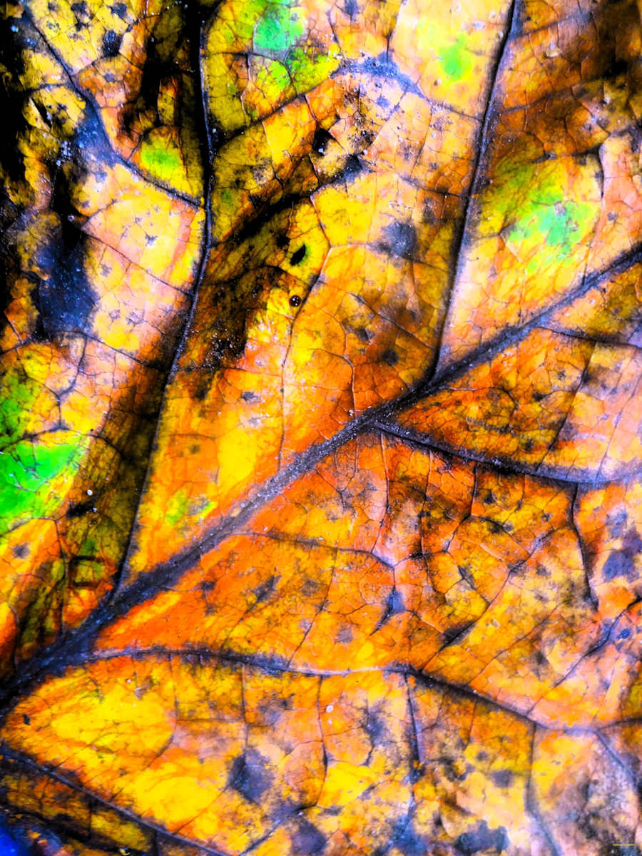 Find Your Way by GERRY FELDMAN, Image 1.