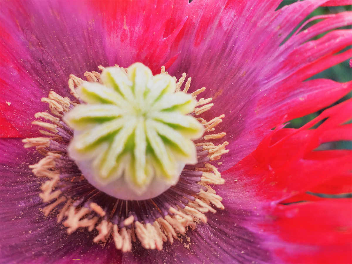 Flower Button by GERRY FELDMAN, Image 1.