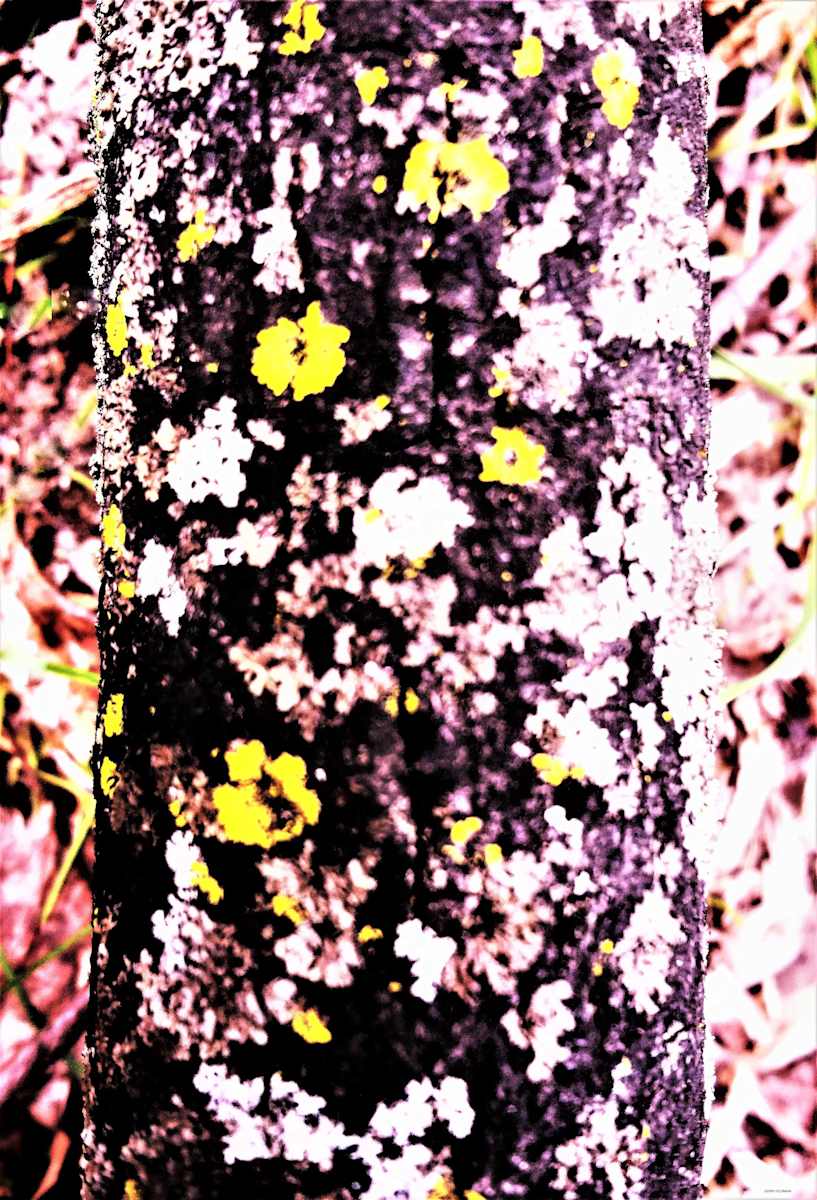 Flower Carpet by GERRY FELDMAN, Image 1.