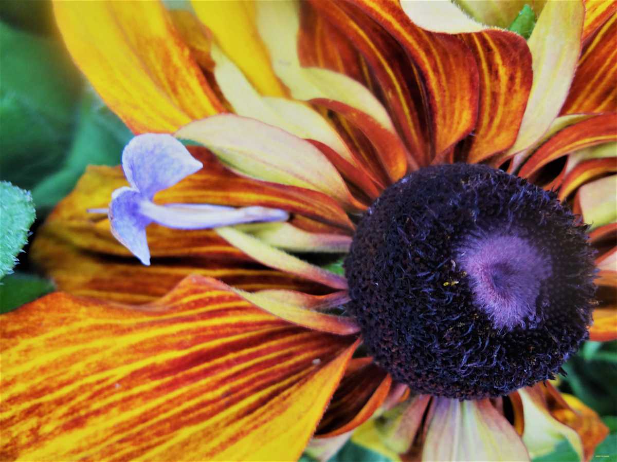 Flower Cheer by GERRY FELDMAN 